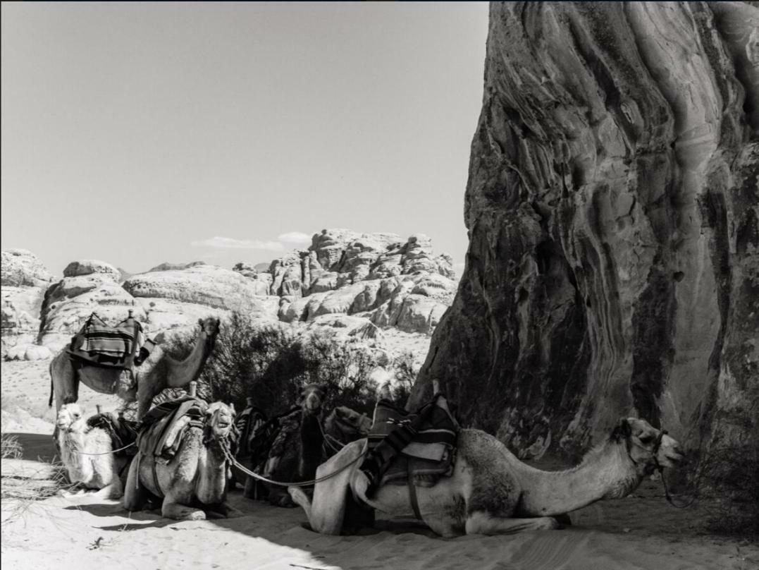 Wadi Rum Moon Camp Εξωτερικό φωτογραφία