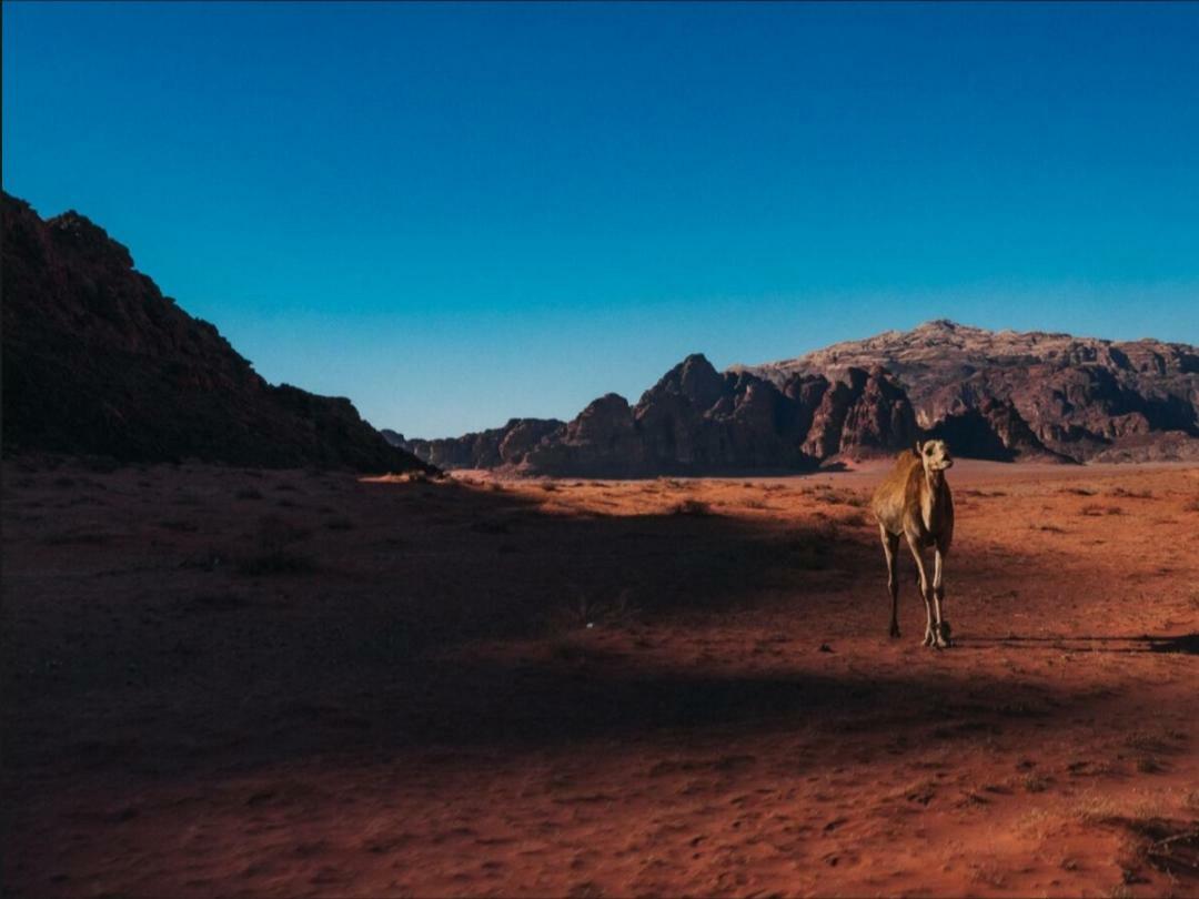 Wadi Rum Moon Camp Εξωτερικό φωτογραφία